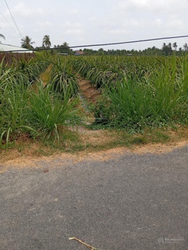 Đất mặt tiền đường Phú Khương, xã Bình Phan, huyện Chợ Gạo, Tiền Giang 1000m2 có 300m2 thổ 2 tỷ