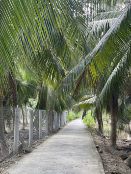 Đất vườn dừa siêu mát cách sông 300m, giá 199 Triệu