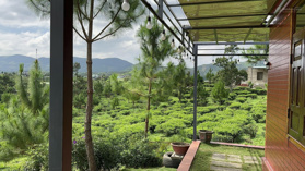 Hơn 2.6 sào chè giáp suối, có ao, ngay dân cư, view thoáng siêu đẹp xã Đại Lào, hạ giá ngộp chỉ 2tỷ