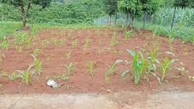 Bán đất gần 230m2 sẵn thổ cư giá rẻ, tại Nam Hà Lâm Đồng