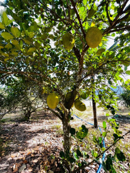 800m2 có thổ cư ngang 23m sau lưng giáp suối Bà Nên, hiện trạng đường nhựa