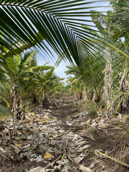 Bán vườn dừa 5400 m2 ở Long Giang, Chợ Mới, An Giang, Chợ Mới, An Giang
