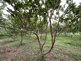 Siêu phẩm nghỉ dưỡng đẹp mê tại xã Vĩnh Tiến - Kim Bôi - Hoà Bình. DT 1.061m2 có 200m2 ONT