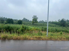 Đất vị trí mặt tiền đường 100 m ngang đi vào đập sông Ray, xung quanh nhà cửa xây dựng nhiều