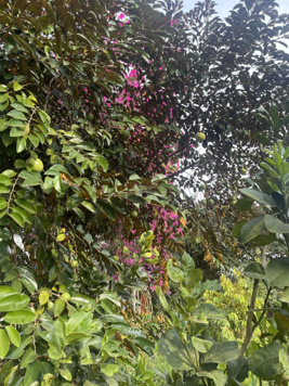 Bán nhà vườn 3100m2 ở Tóc Tiên, thị xã Phú Mỹ, tỉnh Bà Rịa - Vũng Tàu. Đang khai thác tốt