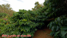 Bán đất rẫy cà phê, vị trí đẹp, khu dân cư, 1.4ha, 15m đường bê tông, ao to, giá 1.8 tỷ