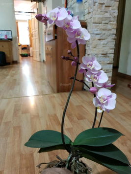 Cho thuê căn hộ tập thể phố Cảm Hội, Lò Đúc