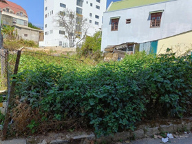 Đất biệt thự phường 9, TP. Đà Lạt, cách Hồ Xuân Hương 4km. Đường nhựa ô tô, sổ riêng, giá 8 tỷ