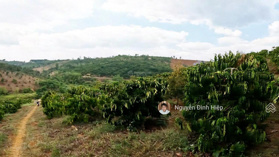 Bán 4ha đất rẫy đẹp Nghĩa Thắng, Đắk R''Lấp, vườn trái cây, giá 5 tỷ