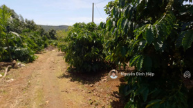 Bán đất Gia Nghĩa, phường Nghĩa Tân, 1.1ha cà phê, sầu riêng, giá 3 tỷ