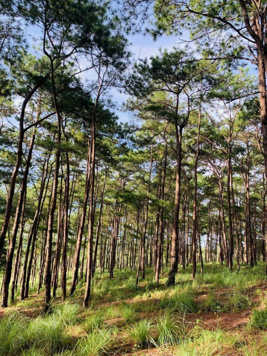 Chính chủ gửi bán mảnh đất diện tích 2.6ha sổ 1.83ha ngay bên QL14, cách thành phố Gia Nghĩa 9km