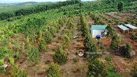 Bán đất rẫy Nghĩa Thắng giá rẻ, 4ha cà phê sầu riêng, giá 4.5 tỷ