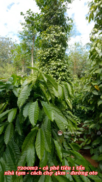 Bán đất Nhân Đạo, Đăk RLấp, 7200m2 đất cà phê, tiêu, giá 900 triệu