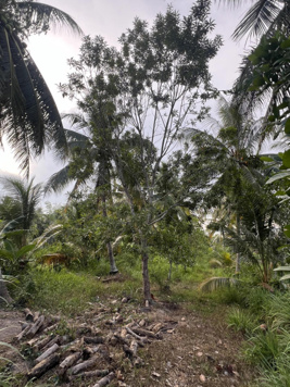 Bán đất tại Nhị Long Phú, Càng Long, Trà Vinh, 850 triệu, 2115 m2