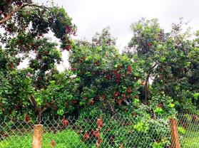 Đầu tư đất vườn gần Dầu Giây chỉ 800 triệu/sào, diện tích rộng hơn 1000m, đã có sẵn cây ăn trái