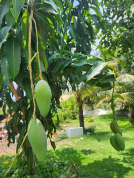 Chính chủ cần bán đất nhà vườn 2100m2 Tịnh Hòa, Quảng Ngãi giá 2tỷ8