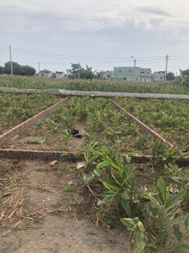 Có 2 lô 81m2 nhìn ra vườn hoa khu đấu giá Đình Tổ, đất phân lô vỉa hè, vị trí đẹp nhất khu