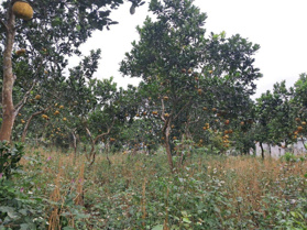 Ôi đất đẹp quá mà với siêu phẩm nghỉ dưỡng lô đất khuôn viên nhà cửa ao cá vườn cây ăn quả