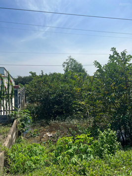 Bán đất gấp huyện Đức Hòa tỉnh Long An