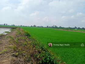 Bán đất lúa 8600m2 MT Nở Hậu, thổ 300m2 đường ĐT 850, gần chợ Mỹ Đông, Tháp Mười, Đồng Tháp