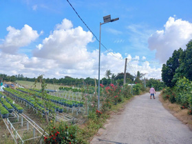 13 Công đất lúa + vườn xã Long Hưng A - Lấp Vò - Đồng Tháp