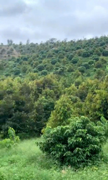 Cần bán trang trại 19ha trồng sầu riêng tại QL29 Sông Hinh Phú Yên-cách trung tâm TP. Tuy Hoà 50km