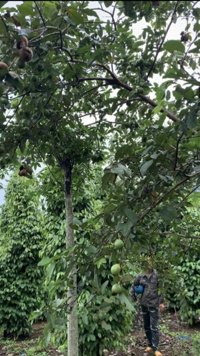 Chính chủ bán đất vườn 3ha full sổ đỏ tại Nâm N''Jang - Đak Song