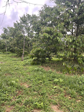 Bán đất 3 mặt tiền đường tránh Tây Buôn Hồ. Thuộc phường Đoàn Kết - Buôn Hồ - Đắk Lắk