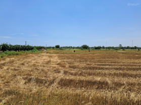 Cần tiền bán gấp hai sào đất trồng cây hàng năm tại Bình Thuận