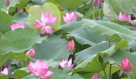 Cần bán căn nhà vuờn nghỉ dưỡng tại Việt Trì - Phú Thọ diện tích hơn 1000m2