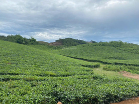 Bán lô đất cây lâu năm, trồng full chè siêu đẹp