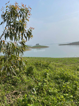 Bán quả đảo tròn trịa đẹp nhất hồ Thác Bà 1,6ha giá 2,2 tỷ