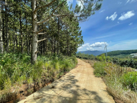 700 triệu/sào đất vàng Trạm Hành - Đà Lạt: 4338m2 view rừng thông, giá siêu hấp dẫn!