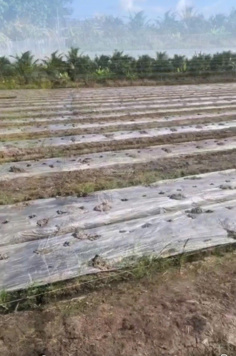 Cần bán đất ở xã Tân Phú, Tam Bình, Vĩnh Long DT 5076,1m2 giá 280triệu/1000m2. LH 0902 714 318