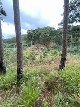 Bán gấp đất tại Quốc Lộ 20, Xuân Trường, Đà Lạt, 6,569 tỷ, 9385m2