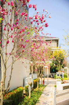 Cập nhật quỹ căn chuyển nhượng liền kề - song lập - đơn lập góa tốt nhất tại kđt ParkCity Hà Nội