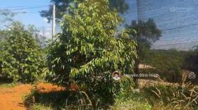 Bán Nhà đất vườn Đạo Nghĩa, Đắk R''Lấp, 3 mặt đường bao quanh, giá 950 triệu