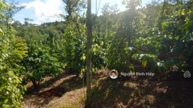 Bán đất rẫy Trường Xuân, ĐăkSong, cách TP Gia Nghĩa 14km, 8100m2, 82m đường lớn, Ao To, giá 1 tỷ