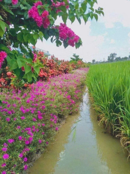 Tôi cần bán mặt tiền Quốc lộ 61C Hậu Giang, kinh doanh, buôn bán, kho bãi cho thuê thu nhập tốt