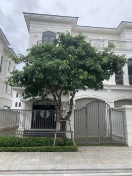 Lý do gì thời gian gần đây sản phẩm liền kề 72 - 87,5m2 ở Vinhomes lại tăng giá và khan hiếm hàng?