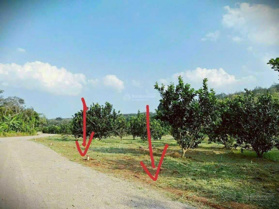 Ông ngoại lớn tuổi cần bán mảnh vườn trồng cây ăn trái. Giá: 300tr