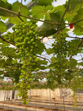 Bán cắt lỗ đất QH liên huyện, Chợ Lầu, Bắc Bình, Bình Thuận, 300 nghìn VND, 3738 m2