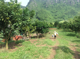 Chính chủ cho thuê giá rẻ lâu dài trang trại tại Xã Liên Sơn, Lương Sơn, Hòa Bình