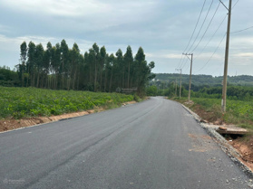 38x32m (1205m2) mặt tiền đường nhựa Tân Bình Lagi giá chỉ 47tr/m ngang