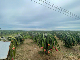 Chính chủ cần bán trang trại Thanh Long 28 mẫu đường Hòn Dồ - xã Thuận Quý - huyện Hàm Thuận Nam