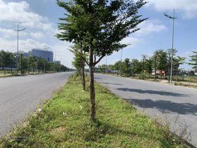 Đất dịch vụ An Thượng - Lô 72. - Diện tích: 117,8m. - Mặt tiền: 7,62 m. - Giá 125 tr/m.