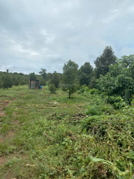 Chính chủ bán vườn sầu riêng xã Long Bình Phú Riềng