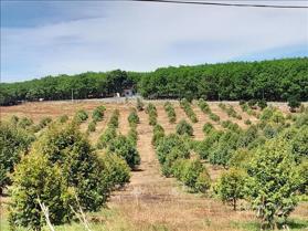 Cơ hội đầu tư lớn: 23.000 ha đất tại Bình Phước cho thuê 50 năm, sẵn sàng giao dịch