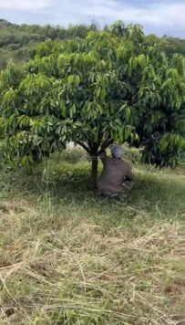 Bán miếng vườn 1000m2 giá 199tr