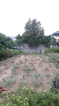 Bán đất Trũng Vỡ, Xã Tân Hội, khu đấu giá, kinh doanh, phân khu Vinhomes Đan Phượng, giá 160 triệu